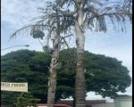 Prefeitura faz remoção de coqueiros na Praça da Bíblia
