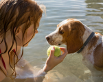 Verão e cães: o pelo é um vilão ou um aliado?