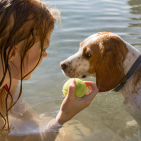 Verão e cães: o pelo é um vilão ou um aliado?