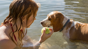 Verão e cães: o pelo é um vilão ou um…