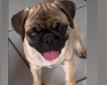 Cãozinho perdido no bairro Interlagos, em Divinópolis