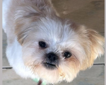 Cãozinho é encontrado e está de volta ao lar