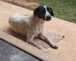 Cachorra desaparece na Barragem de Carmo do Cajuru, e dono faz apelo para encontrá-la