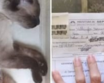 Prefeitura de Divinópolis instaura sindicância após mais mortes de gatos atendidos no Castramóvel