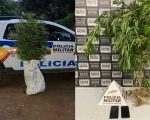 Mãe e filho são presos com pés de maconha em fazenda de Divinópolis