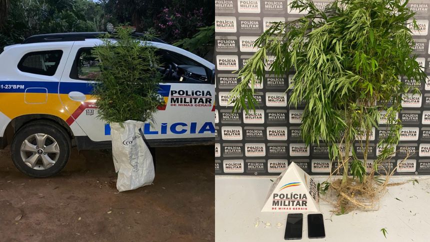 M&atilde;e e filho s&atilde;o presos com p&eacute;s de maconha em fazenda de Divin&oacute;polis