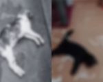 Cenas fortes: mais de 10 gatos são encontrados mortos em ONG de BH; há suspeita de envenenamento