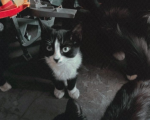 Exclusivo: gata morre após cirurgia no Castramóvel em Divinópolis