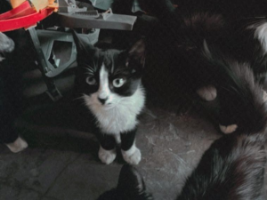Exclusivo: gata morre após cirurgia no Castramóvel em Divinópolis