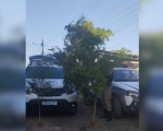 Semente do mal: pés de maconha com mais de 2 metros são encontrados em estufa, em Cláudio