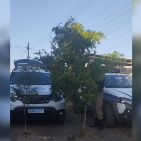 Semente do mal: p&eacute;s de maconha com mais de 2 metros s&atilde;o encontrados em estufa, em Cl&aacute;udio