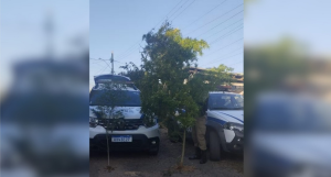 Semente do mal: p&eacute;s de maconha com mais de 2 metros s&atilde;o encontrados em estufa, em Cl&aacute;udio