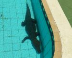 VÍDEO: Bombeiros capturam jacaré dentro de piscina em cidade de Minas