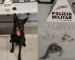 Com apoio de cão farejador, PM encontra drogas escondidas em árvore e prende jovem em Divinópolis