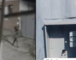 Vídeo: Criminoso furta padrão de energia em ONG de Divinópolis