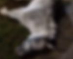 VÍDEO: cavalo morre eletrocutado durante cavalgada na Lagoa da Pampulha