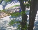 Vídeo: Ciclista é derrubada durante assalto na orla da Lagoa da Pampulha, em BH