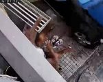 Vídeo: Idoso é quase atropelado na porta de casa em BH