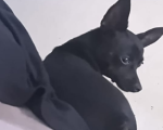 Cão da raça Pinscher é furtado no bairro J.A. Gonçalves, em Divinópolis