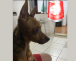Cão desaparecido no bairro Sagrada Família, em Divinópolis