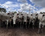 Campo Verde Leilões realiza grande leilão nesta sexta-feira em Divinópolis com expectativa de R$ 2,5 milhões em negócios