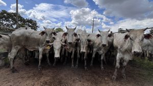 Campo Verde Leilões realiza grande leilão nesta sexta-feira em Divinópolis com expectativa de R$ 2,5 milhões em negócios