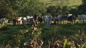 V&Iacute;DEO: Criminosos furtam 23 cabe&ccedil;as de gado em S&atilde;o Gon&ccedil;alo do Par&aacute;