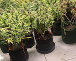 Pará de Minas: PM apreende pés de maconha e prende suspeito