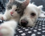 BH recebe duas feiras de adoção de animais neste fim de semana