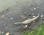 Jacaré viraliza ao ‘fingir de morto’ na Pampulha