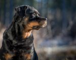 Ladrão tenta assaltar casa em BH, é pego por rottweiler e baleado
