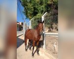 Morador procura por égua que desapareceu no Aglomerado da Serra, em BH