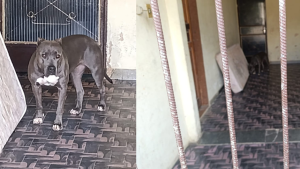Arcos: Pit bull tenta atacar funcion&aacute;rio da Copasa durante servi&ccedil;o de leitura