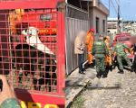 Formiga: Polícia Ambiental e Bombeiros resgatam cães abandonados, após denúncia de maus-tratos