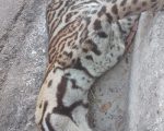Onça atropelada na BR-494, entre Divinópolis e Nova Serrana, gera especulações nas redes sociais