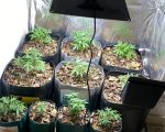 Homem é preso na Grande BH ao ser flagrado cultivando 15 pés de maconha dentro de casa