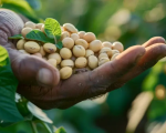 Produtores rurais da região de Divinópolis alcançam bons resultados com o Projeto Mais Grãos