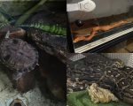 PF e IBAMA fecham criadouro ilegal de cobras e tartaruga na Grande BH; responsável é detido