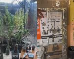 Vídeo: Mulher que plantava ‘maconha gourmet’ e vendia ‘brisadeiro’ em festas é presa em BH