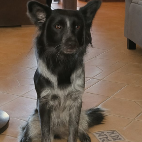 Cachorrinha Lila desaparece no Buritis, em Divinópolis