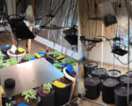 Polícia estoura laboratório de maconha e haxixe em Formiga
