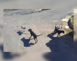Mulher é presa por abandonar cães em Carmo do Cajuru