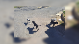 Mulher &eacute; presa por abandonar c&atilde;es em Carmo do Cajuru
