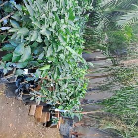 Homem é preso por furtar R$300 mil em mudas de floricultura de Divinópolis
