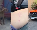 VÍDEO: pitbull invade escola municipal de Betim e ataca quatro crianças