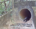 Fauna silvestre é flagrada em passagens sob a MG-050