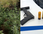 PM apreende pés de maconha e arma artesanal em zona rural de Nova Serrana