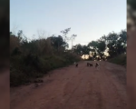 Divinópolis: Cachorros são abandonados em via pública no bairro São Caetano