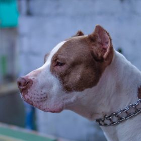 Pit bull solto faz ataque no Serra Verde