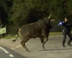 Boi ataca guarda após escapar de caminhão no Anel Rodoviário de BH